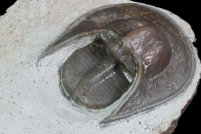 Harpid Trilobite From Jorf - Rare At Location #86779